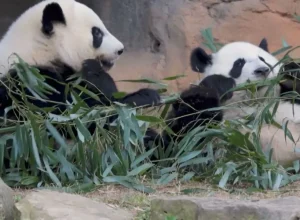 Por que dois pandas entraram na diplomacia de Trump e Xi Jinping? | G1
