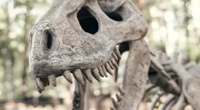 Mammoth Cave revela fósseis quase intactos de dois 'tubarões' do Carbonífero — descobertos após 325 milhões de anos